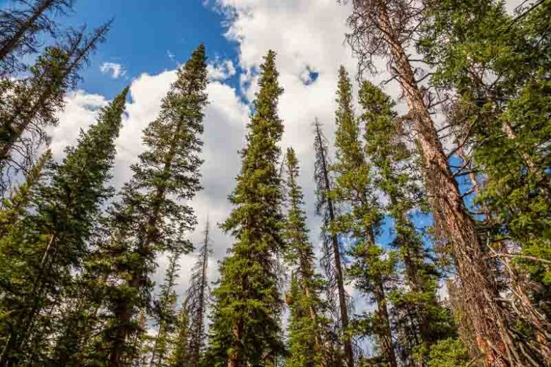 Picea engelmannii, Engelmann Spruce, Mountain Spruce, Evergreen Conifer, Evergreen Shrub, Evergreen Tree