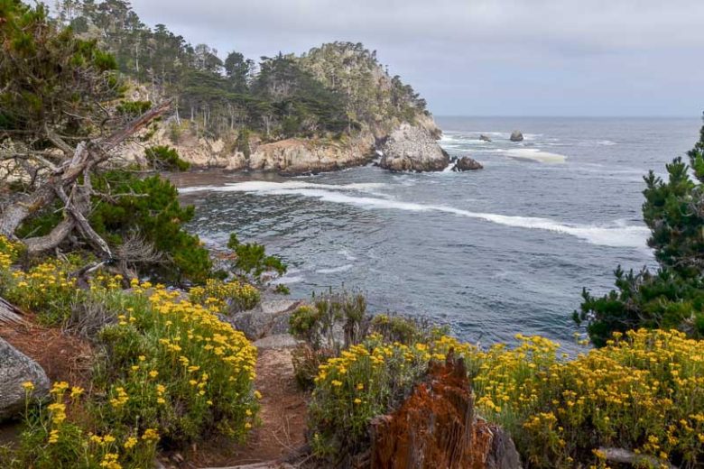 Eriophyllum staechadifolium, Seaside Woolly Sunflower, Lizard Tail, Yellow Flowers, Yellow Perennial, California Native Plants, California Native Perennials