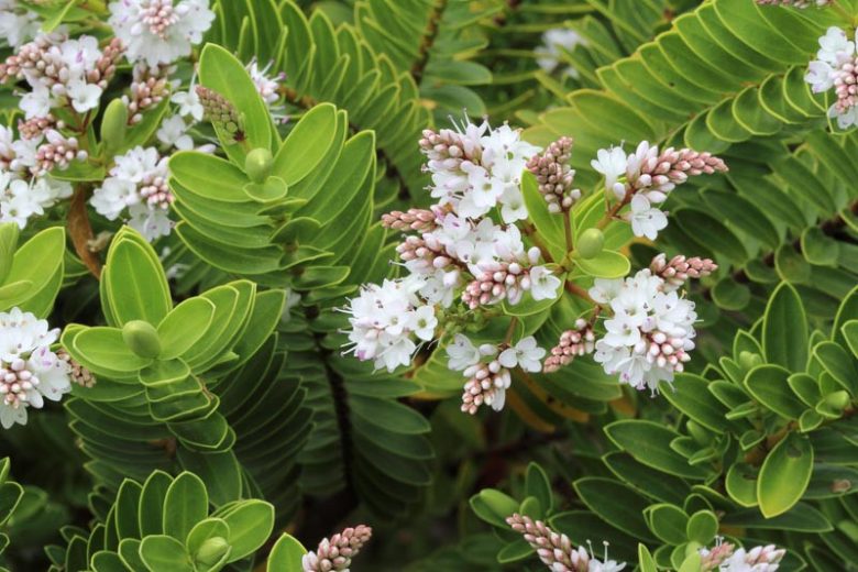 Hebe vernicosa,Varnished Hebe, Evergreen Shrub, Small Shrub, Dwarf Shrub