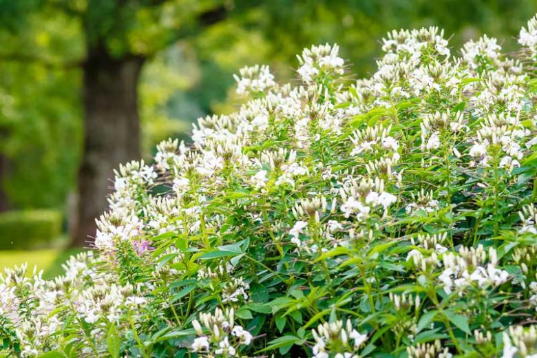 Cleome Hassleriana 'White Queen',Spider Flower 'White Queen', Spider Plant 'White Queen',  Cleome spinosa 'White Queen', Cleome 'White Queen', Tall Annual Flowers, Tall Flowers, White annuals, White Flowers