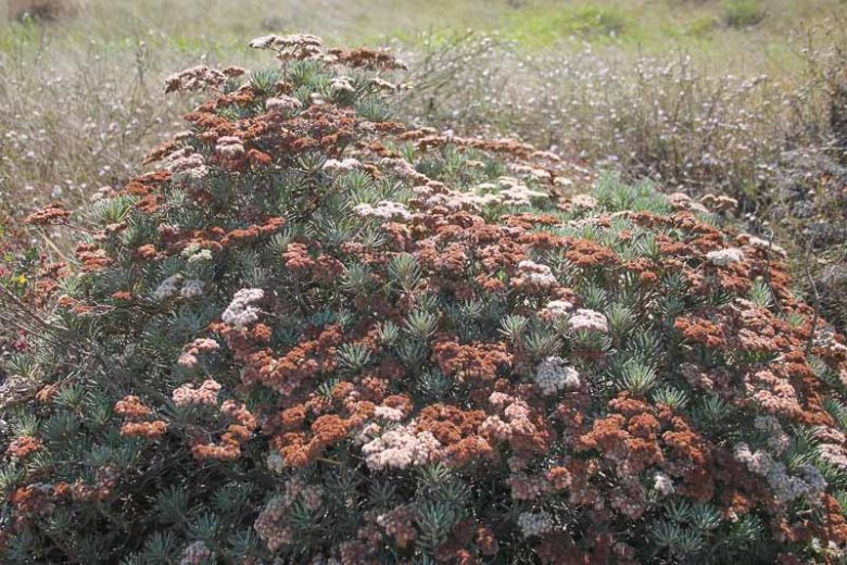 Eriogonum arborescens,  Santa Cruz Island Buckwheat, Santa Cruz Island Wild Buckwheat