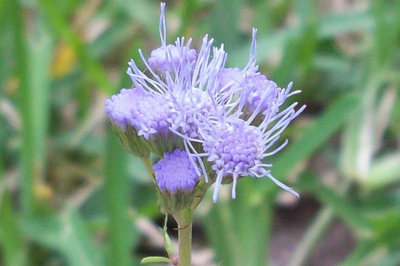 Conoclinium greggii, Gregg's Mistflower, Palmleaf Thoroughwort, Palm-leaf Mistflower, Palm-leaf Thoroughwort, Purple Palmleaf Mistflower, Purple Palmleaf Eupatorium, Conoclinium dissectum, Eupatorium greggii