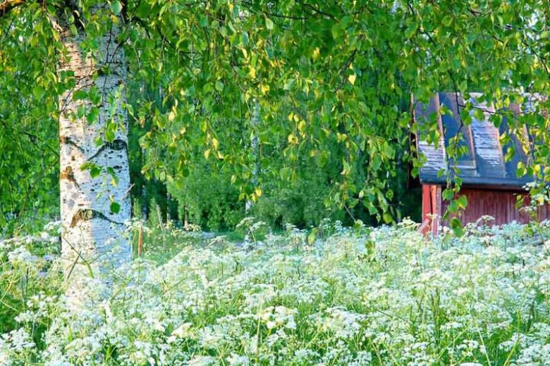 Anthriscus sylvestris,Cow Parsley, Cow Weed, Deil's Meal, Keck, Mock Chervil, Orchard Weed, Queen Anne's Lace,  Wild Caraway,  Wild Chervil, Wild Parsley, White Flowers, perennial plants, long-lasting flowers