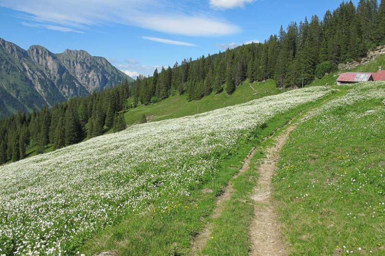 Ranunculus aconitifolius, Fair Maids of France, Aconite Buttercup, Aconite-Leaved Buttercup, Mountain Crowfoot, Fair Maids of Kent, White Flowers
