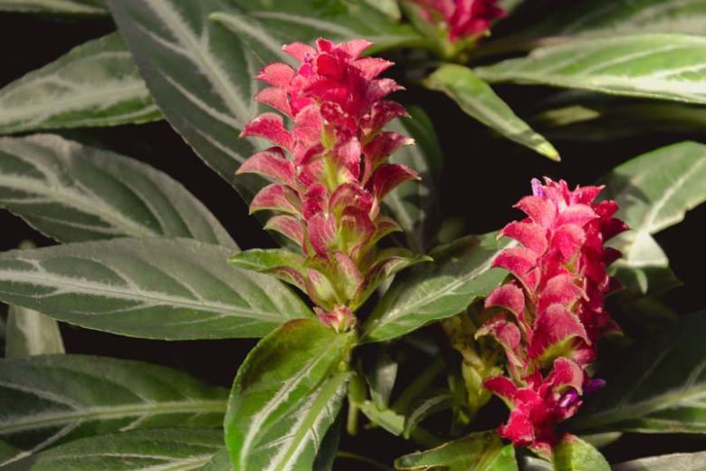 Justicia scheidweileri,Purple Shrimp Plant, Rose Pine Cone, Brazilian Fireworks, Jade Magic, Evergreen perennial, Purple Flowers, Red Flowers