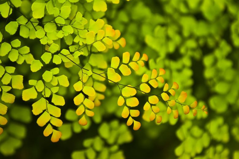 Adiantum capillus-veneris, Southern Maidenhair Fern, Common Maidenhair Fern, Maidenhair Fern, Venus Hair Fern