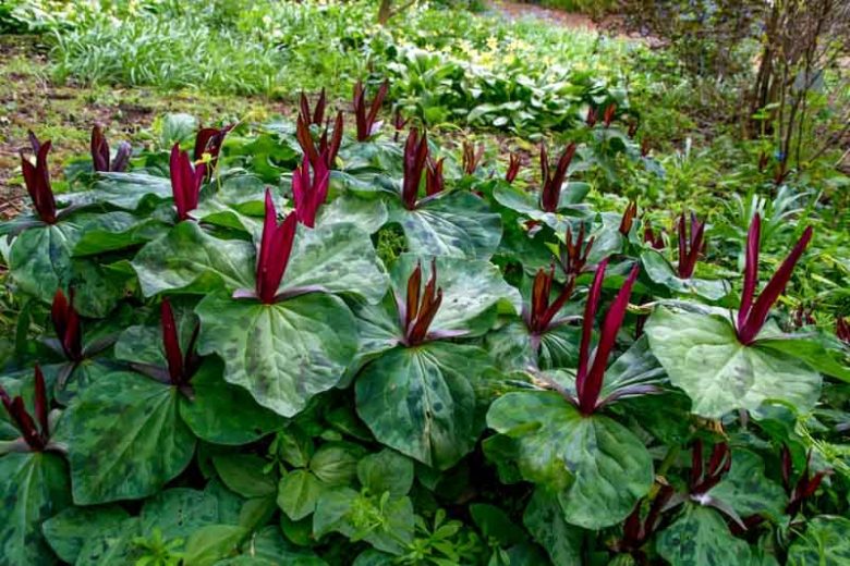 Trillium cuneatum, Little Sweet Betsy, Hugher's Trillium, Wood Lily