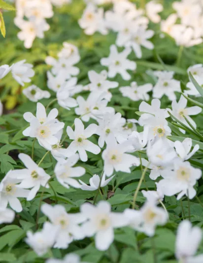 Anemone Nemorosa, Wood Anemone, Lady's Nightcap, Moonflower, Nightcaps, Old Woman's Nest, Wind-Flower, Wood Crowfoot, Wood Windflower