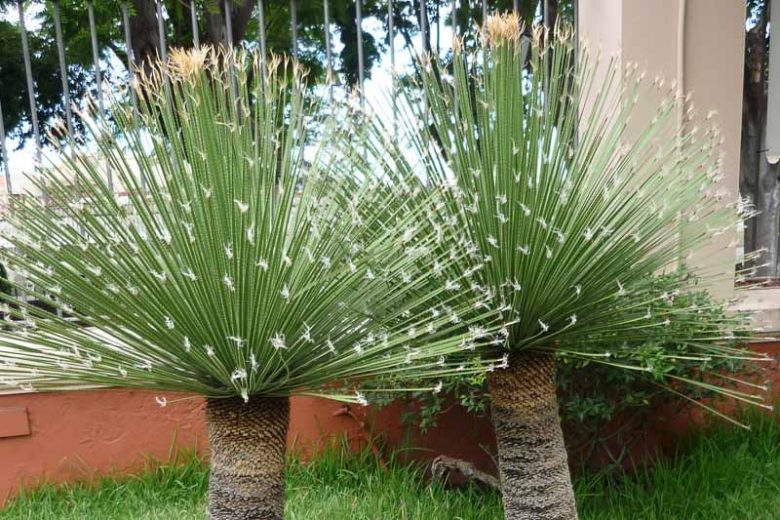 Dasylirion serratifolium, Desert Spoon, Sandpaper Sotol, Dasylirion laxiflorum, Roulinia serratifolia, Yucca serratifolia