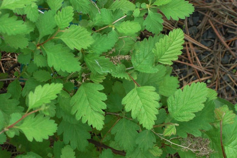 Holodiscus discolor, Ocean Spray, Hillside Ocean-spray, Cream Bush, Mountain Spray, White flowers, Fragrant flowers