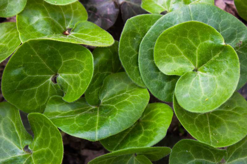 Asarum, Wild Ginger, asarabacca, foalfoot, foal's foot, hazelwort, wild nard, Asarum europaeum, Asarum splendens, Asarum canadense
