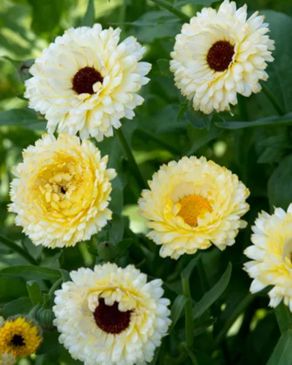 Calendula  Princess', Pot Marigold Princess, English Marigold  Princess, Yellow Calendula, Yellow Pot Marigold, Yellow Marigold, White Calendula, White Pot Marigold, White Marigold