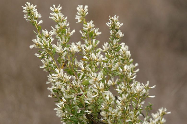Baccharis pilularis, Coyotebrush, Chaparral Broom, Coyote Bush, Coyote Brush, Chaparral Broom, Bush Baccharis