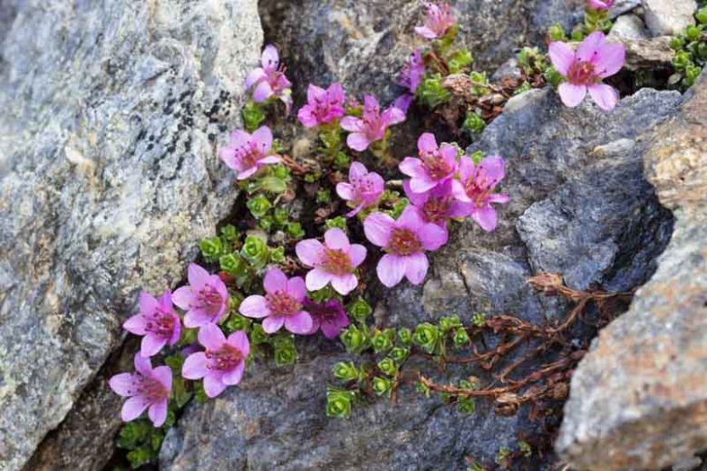 Saxifraga oppositifolia, Purple Mountain Saxifrage, Evergreen Perennial, Evergreen Saxifrage, Rock Garden Plant