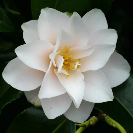 Camellia Japonica 'Hagoromo', 'Hagoromo' Camellia, Camellia 'Magnoliiflora', Camellia 'Rose of Dawn', Camellia 'Feathered Robe', Camelia 'Angel's Robe', Winter Blooming Camellias, Spring Blooming Camellias, Early to Late Season Camellias, White flowers, White Camellias