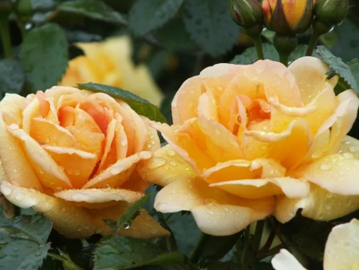 Rose Maigold, Rosa 'Maigold', Rosa 'Maigold', Climbing Pimpinellifolia Hybrid Roses, Yellow roses, shrub roses, Rose Bushes, Garden Roses, very fragrant roses, Favorite roses