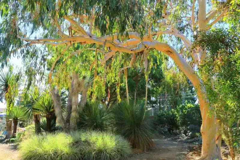 Eucalyptus pauciflora, Snow Gum, White Sallee, Cabbage Gum, Weeping Gum, Flooded Gum, Ghost Gum, Peppermint, Swamp Gum, Evergreen Tree, Bark, White Bark