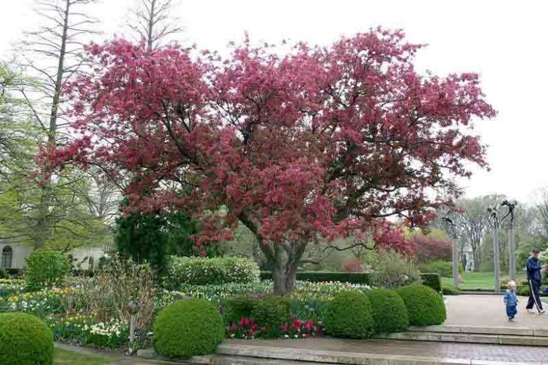 Malus × moerlandsii 'Profusion', Crabapple 'Profusion', Crab Apple 'Profusion', Malus 'Profusion', Fragrant Tree, Red fruit, red berries, Winter fruits, Red flowers, Pink Flowers