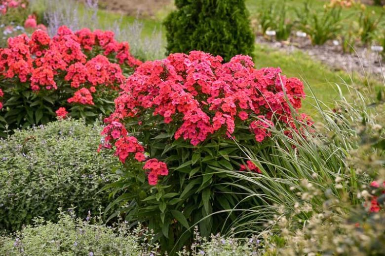 Phlox Paniculata 'Sunset Coral', Phlox 'Sunset Coral', Border Phlox 'Sunset Coral', Fall Phlox 'Sunset Coral, Garden Phlox 'Sunset Coral, Perennial Phlox 'Sunset Coral', Summer Phlox 'Sunset Coral', Coral phlox, Coral flowers