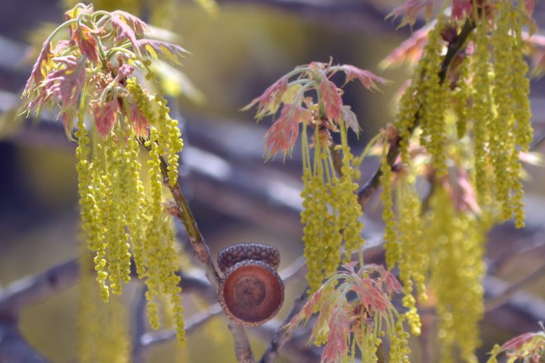 Quercus shumardii, Shumard Oak, Shumard's Oak, Shumard Red Oak, Southern Red Oak, Swamp Red Oak, Spotted Oak, Fall color, Attractive bark Tree