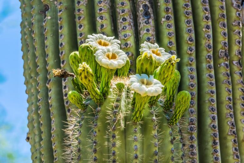 Carnegiea gigantea, Saguaro, Monument of the desert, Sage of the Desert, Giant Cactus, Cereus giganteus, Pilocereus giganteus, Columnar Cactus, Columnar Succulent