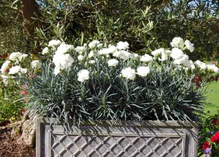 Dianthus 'Memories', Garden Pink 'Memories', Scent First Pinks 'Memories', White Carnation, White Garden Gink, Repeat Flowering Garden Pink, Fragrant Garden Pink