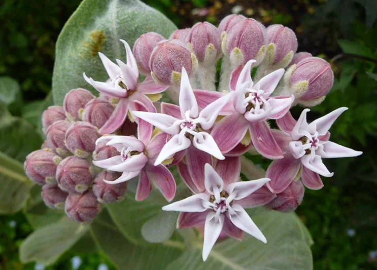 Showy Milkweed, American Silkweed, Jewelweed, Silken Cissy, Silkweed, Swallow Wort, White Indian Hemp