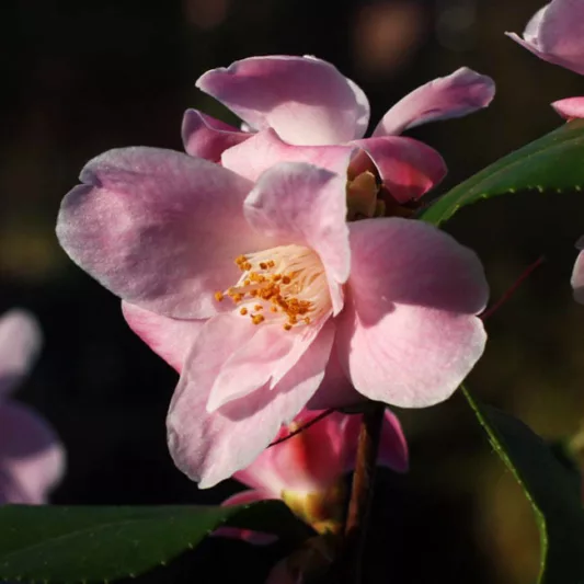 Camellia 'Minato-No-Akebono', 'Minato-No-Akebono' Camellia, Fall Blooming Camellias, Winter Blooming Camellias, Spring Blooming Camellias, Early to Late Season Camellias, Pink flowers, Pink Camellias