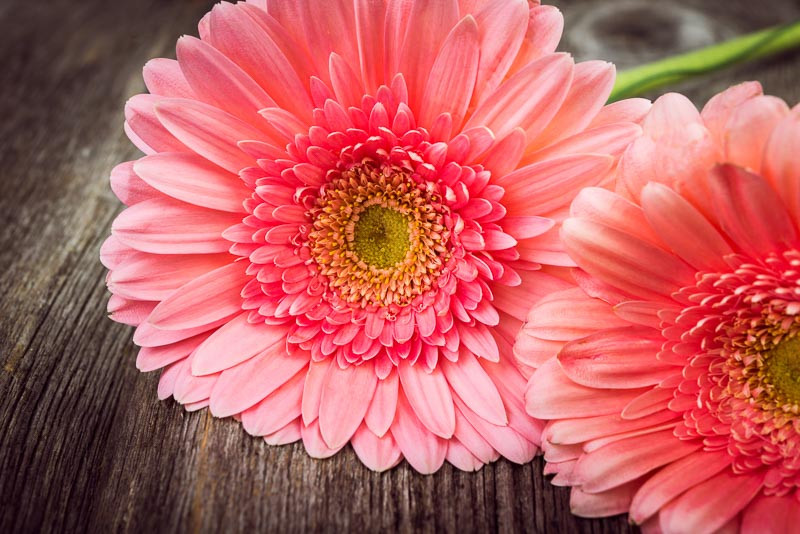 Gerbera Daisy, Transvaal Daisy, Barberton Daisy, Gerber Daisy, Spring Flowers, Summer Flowers