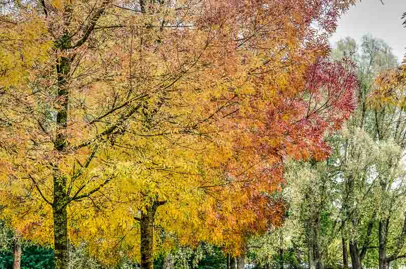 Fraxinus, Green Ash, American Ash, Canadian Ash, Red American Ash, Red Ash, White Ash, Flowering Ash