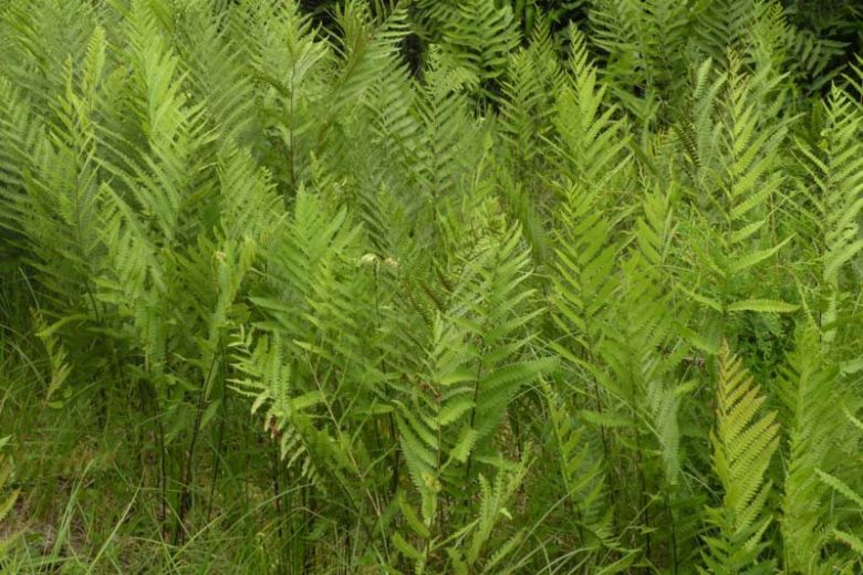 Woodwardia virginica, Virginia Chainfern, Virginia Chain Fern, Anchistea virginica, Evergreen fern, Shade plants, shade perennial, plants for shade, plants for wet soil