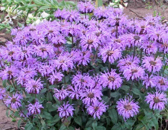 Monarda 'Blue Moon',Bee Balm 'Blue Moon', Bergamot 'Blue Moon', Lavender Monarda, Lavender beebalm, Lavender flowers