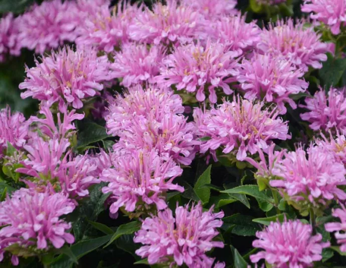 Monarda didyma 'Pardon My Lavender', Bee Balm 'Pardon My Lavender', Bergamot 'Pardon My Lavender', Monarda 'Pardon My Lavender', Lavender Monarda, Lavender Bee Balm, Lavender Flowers