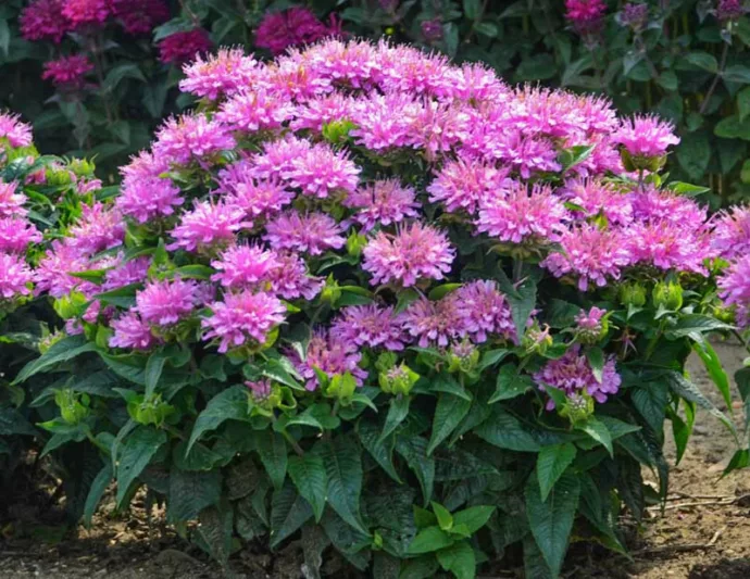 Monarda didyma 'Pardon My Lavender', Bee Balm 'Pardon My Lavender', Bergamot 'Pardon My Lavender', Monarda 'Pardon My Lavender', Lavender Monarda, Lavender Bee Balm, Lavender Flowers
