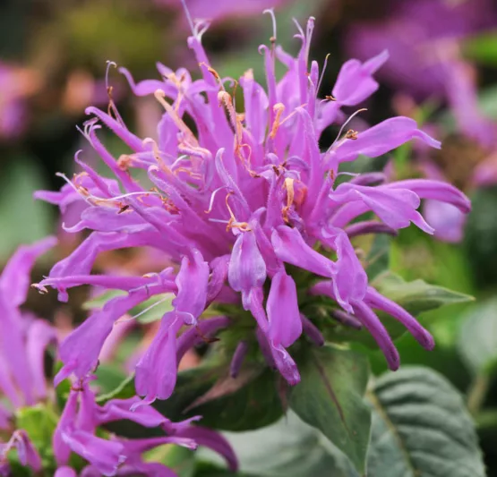 Monarda 'Balmy Lilac',Bee Balm 'Balmy Lilac', Bergamot 'Balmy Lilac', Monarda 'Balmy Lilac',Bee Balm 'Balmy Lilac', Bergamot 'Balmy Lilac', Lilac Monarda, Lilac Bee Balm, Lilac Flowers