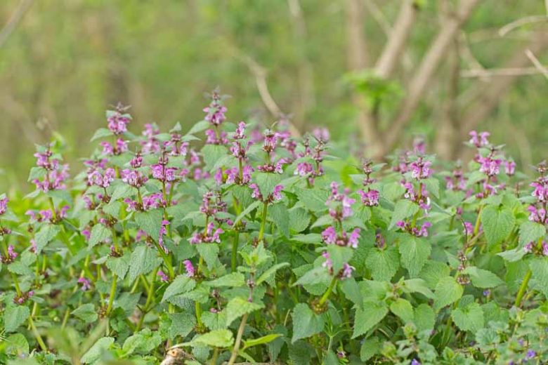 Lamium Maculatum, Spotted Dead Nettle, Spotted Deadnettle, Devil's Clover, Devil's Nettle, Double Tongue, St Vincent's Nettle,  Variegated Deadnettle, Perennial for shade, perennials for shade, shade perennial, Lamium hirsutum