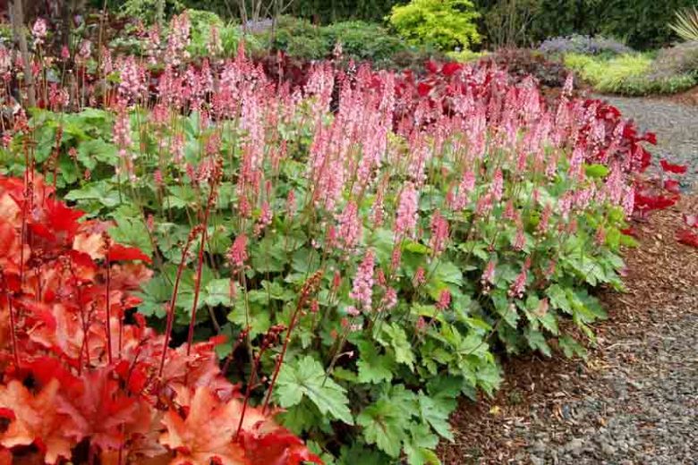 Heucherella 'Dayglow Pink', Foamy Bells 'Dayglow Pink', Shade plants, Evergreen perennials, Green Heucherella, Green Foamy Bells, Pink Flowers