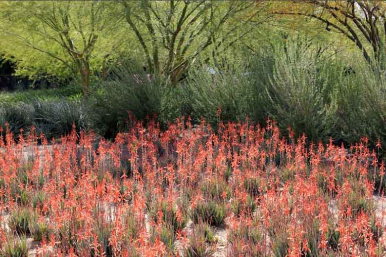 Aloe 'Blue Elf', Blue Elf Aloe, Orange flowers, Succulents, Aloes, Drought tolerant plants