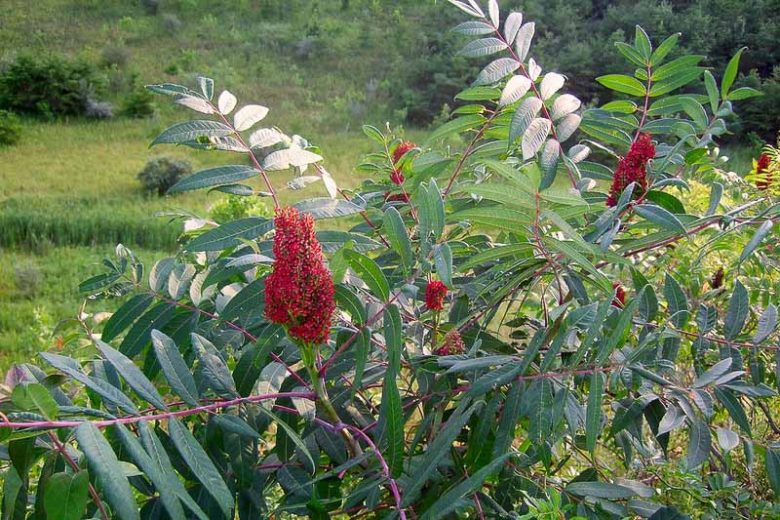 Rhus glabra, Smooth Sumac, Scarlet Sumac, Vinegar Tree, Fall color, Shrub