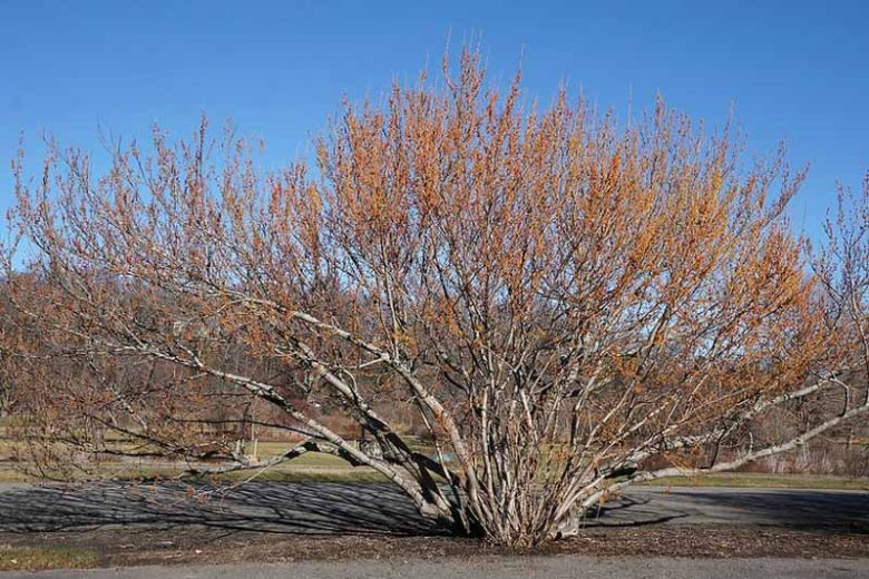 Hamamelis vernalis, Ozark Witch Hazel, Vernal Witch Hazel, flowering shrub, winter flowering shrub, yellow flowers