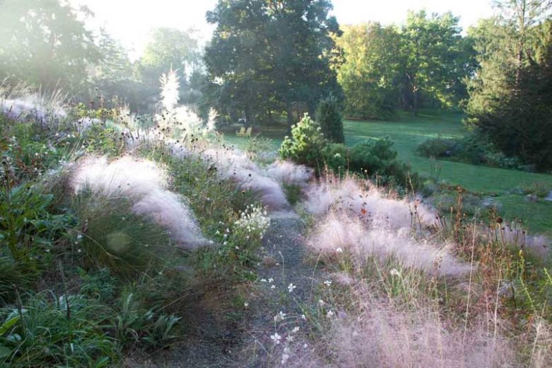 Muhlenbergia capillaris, Pink Muhly Grass, Gulf Muhly, Hair-Awn Muhly, Hairy-Awn Muhly, Hair Grass, Pink Muhly, Pink Grass, Ornamental Grasses, Grasses, decorative Grasses, Perennial Grasses