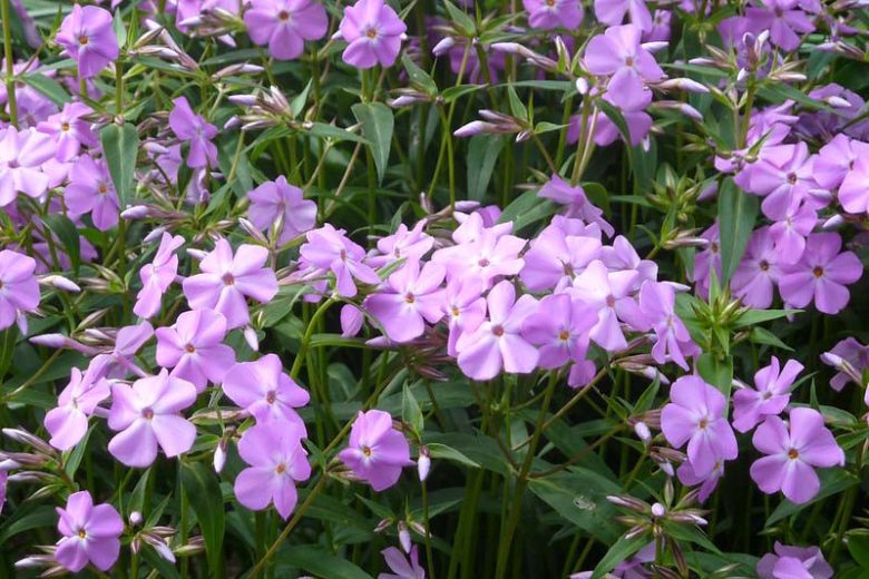 Phlox carolina, Carolina Phlox, Summer Phlox, Thickleaf Phlox, Pink Phlox, Lavender Phlox, Purple Phlox, White Phlox