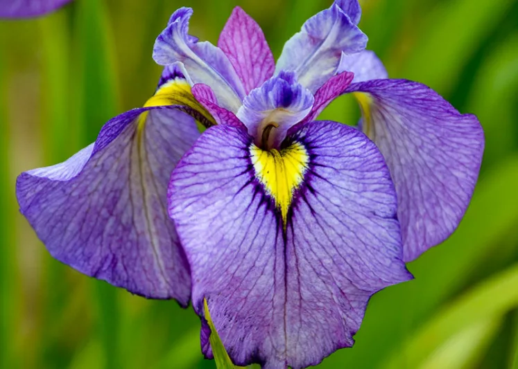 Iris pseudata 'Shiryukyo', Iris pseudacorus, Iris ensata, Purple Iris, Flowers for wet soils, Plants for wet soils, Best Japanese Iris