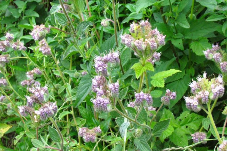 Phacelia californica, California Phacelia, Rock Phacelia, California Scorpionweed, Purple Flowers, Purple perennials