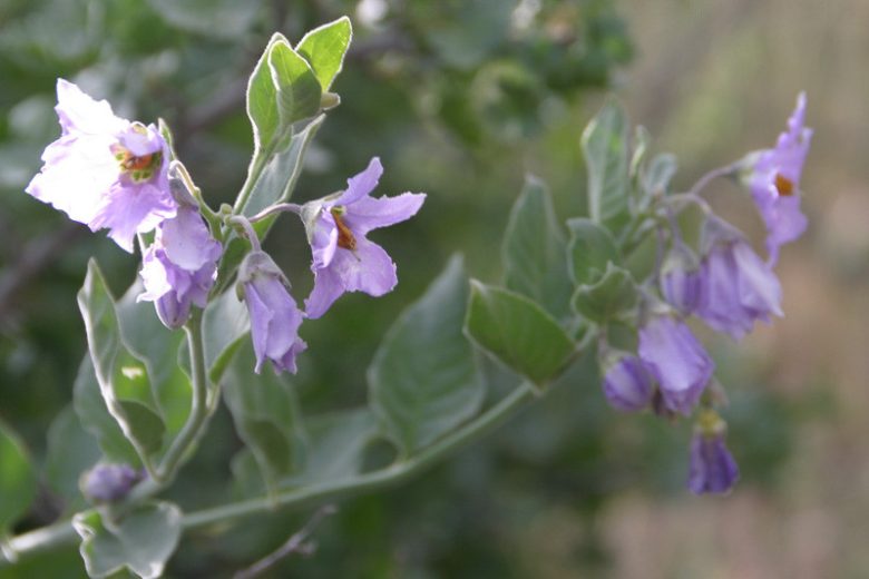 Solanum xanti, Chaparral Nightshade, Purple Nightshade, purple flowers, Blue Flowers, California Native Plants, California Native Shrubs