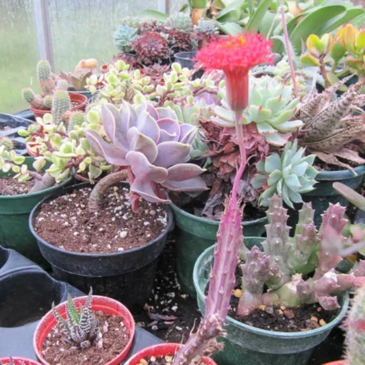 Senecio stapeliiformis, Pickle Plant, Candle Plant, Candle Stick, Pickle Plant, Inch Worm, Spider Plant, Trailing Jade, Stapelia Stemmed Senecio, Groundsel, Belisha Beacon Plant, Kleinia stapeliiformis