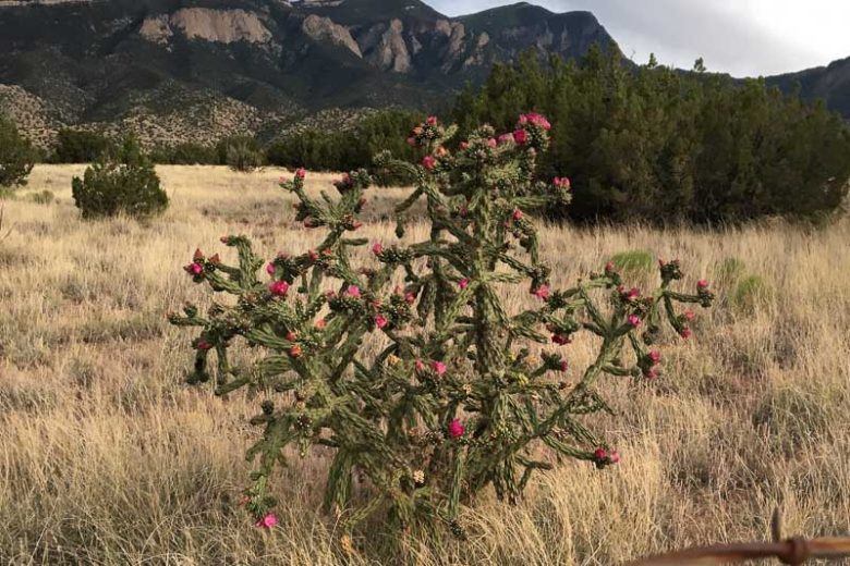 Cylindropuntia imbricata, Tree Cholla, Walking Stick Cholla, Cholla, Cane Cactus, Candelabrum Cactus, Cane Cholla, Coyote Candles, Opuntia imbricata