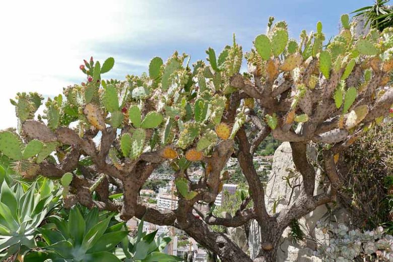 Opuntia elatior, Red-Flower Prickly Pear, Broad Prickly Pear, Cactus tuna var. elatior, Opuntia bergeriana, Opuntia megalantha, Opuntia nigricans, succulent, cactus, drought tolerant plant