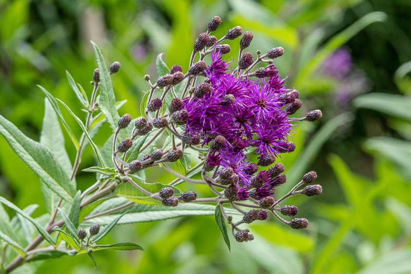 Vernonia, Ironweed, Purple Flowers, Butterfly plants, Pollinator Flowers, Vernonia noveboracensis, New York Ironweed, Vernonia gigantea, Vernonia altissima, Giant Ironweed, Vernonia fascicula