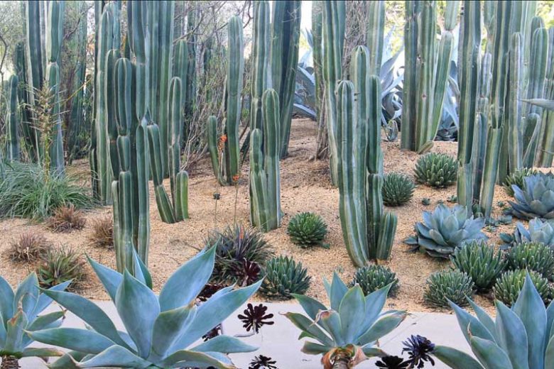 Pachycereus marginatus, Central Mexico Organ Pipe, Mexican Fence Post Cactus, Organ Cactus, Cereus marginatus, Lemaireocereus marginatus, Lophocereus marginatus, Marginatocereus marginatus, Stenocereus marginatus, Columnar Cactus, Columnar Succulent